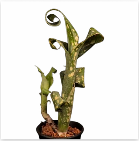 Billbergia leptopoda 'Permanent Wave' – Spotted Bromeliad for Terrariums | India Fish Bazaar