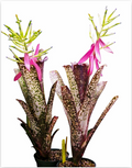 Billbergia 'Wild Thing' – Live Bromeliad for Terrariums & Vivariums | India Fish Bazaar