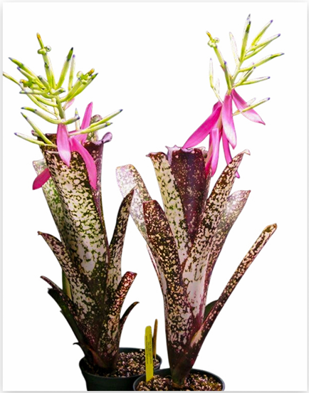 Billbergia 'Wild Thing' – Live Bromeliad for Terrariums & Vivariums | India Fish Bazaar