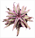 Cryptanthus 'Pink Star' – Live Earth Star for Terrariums & Vivariums | India Fish Bazaar