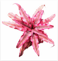 Cryptanthus 'Ruby Red' – Red Earth Star for Terrariums & Vivariums | India Fish Bazaar