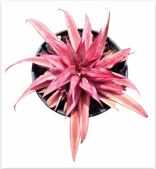 Cryptanthus 'Ruby Star' – Striped Earth Star for Terrariums | India Fish Bazaar