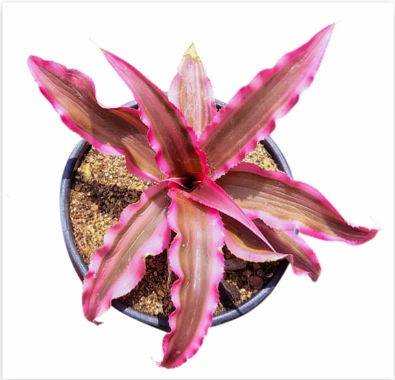 Cryptanthus 'Arelli' – Pink Earth Star for Terrariums & Vivariums | India Fish Bazaar