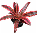 Cryptanthus 'Elaine' – Rosy Earth Star for Terrariums & Vivariums | India Fish Bazaar