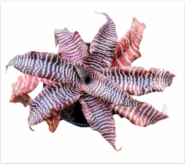 Cryptanthus 'Zebra Star' (zonatus) – Earth Star for Terrariums | India Fish Bazaar