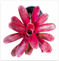 Neoregelia 'Volcano' (Mini) – Red Bromeliad for Terrariums & Vivariums | India Fish Bazaar