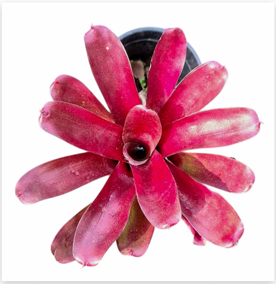 Neoregelia 'Volcano' (Mini) – Red Bromeliad for Terrariums & Vivariums | India Fish Bazaar