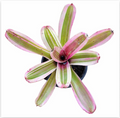 Neoregelia 'El Nido' (Mini) – Live Bromeliad for Terrariums & Vivariums | India Fish Bazaar