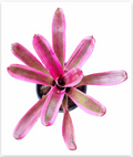 Neoregelia 'Volcano Variegated' (Mini) – Bromeliad for Terrariums | India Fish Bazaar