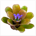 Neoregelia 'Chiquita Linda' (Mini) – Bromeliad for Terrariums & Vivariums | India Fish Bazaar