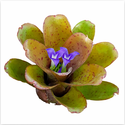 Neoregelia 'Chiquita Linda' (Mini) – Bromeliad for Terrariums & Vivariums | India Fish Bazaar