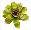 Neoregelia 'Wild Tiger' (Mini) – Banded Bromeliad for Terrariums | India Fish Bazaar