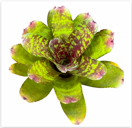 Neoregelia 'Wild Tiger' (Mini) – Banded Bromeliad for Terrariums | India Fish Bazaar