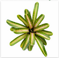 Neoregelia 'Palmares' (Mini) – Live Bromeliad for Terrariums & Vivariums | India Fish Bazaar
