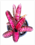 Neoregelia 'Hot Ember' (Mini) – Red Bromeliad for Terrariums & Vivariums | India Fish Bazaar