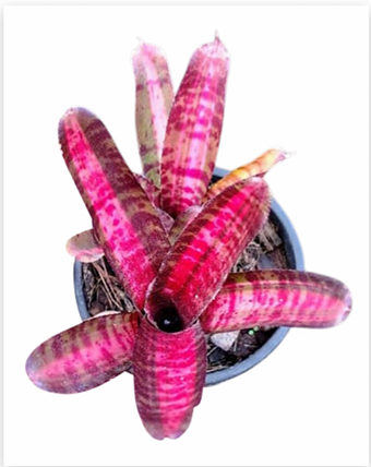 Neoregelia 'Hot Ember' (Mini) – Red Bromeliad for Terrariums & Vivariums | India Fish Bazaar