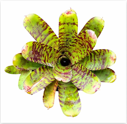 Neoregelia 'Allery Cat' (Mini) – Live Bromeliad for Terrariums & Vivariums | India Fish Bazaar