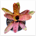 Neoregelia 'Ponctatissima Rubra' (Mini) – Speckled Bromeliad for Terrariums | India Fish Bazaar