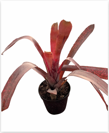 Billbergia 'Bo Pink' – Pink Bromeliad for Terrariums & Vivariums | India Fish Bazaar