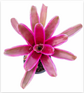 Neoregelia 'Firefly' – Live Bromeliad for Terrariums & Vivariums | India Fish Bazaar