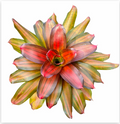 Neoregelia 'Freddie' – Live Bromeliad for Terrariums & Vivariums | India Fish Bazaar