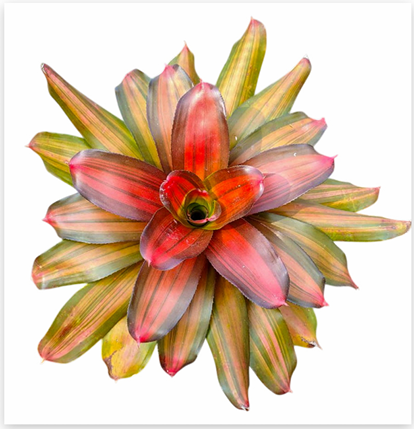 Neoregelia 'Freddie' – Live Bromeliad for Terrariums & Vivariums | India Fish Bazaar