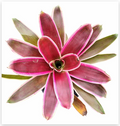 Neoregelia 'Raphael' – Marbled Bromeliad for Terrariums & Vivariums | India Fish Bazaar