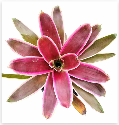 Neoregelia 'Raphael' – Marbled Bromeliad for Terrariums & Vivariums | India Fish Bazaar