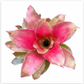 Neoregelia 'Medusa' – Sculptural Bromeliad for Terrariums & Vivariums | India Fish Bazaar