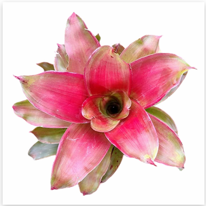 Neoregelia 'Medusa' – Sculptural Bromeliad for Terrariums & Vivariums | India Fish Bazaar