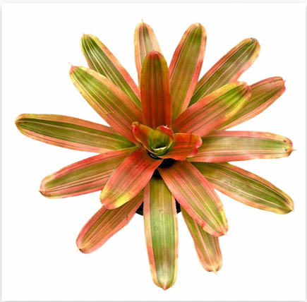 Neoregelia 'Yellow King' – Golden Bromeliad for Terrariums & Vivariums | India Fish Bazaar