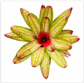 Neoregelia 'Chilli Verde' – Green-and-Red Bromeliad for Terrariums | India Fish Bazaar