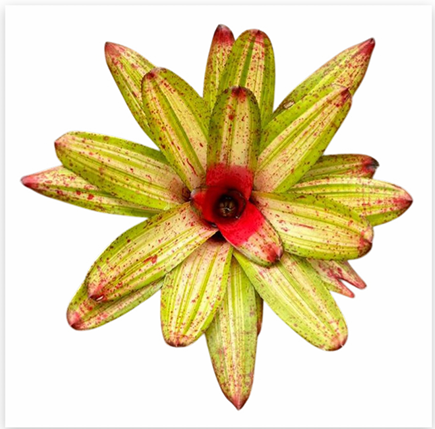 Neoregelia 'Chilli Verde' – Green-and-Red Bromeliad for Terrariums | India Fish Bazaar
