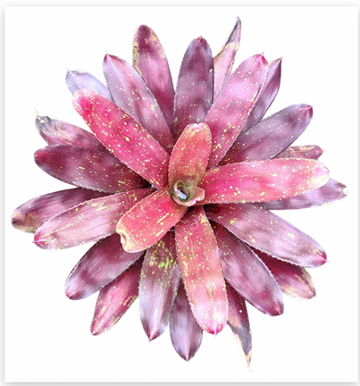 Neoregelia 'Tangarine Variegated' – Orange Bromeliad for Terrariums | India Fish Bazaar