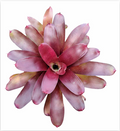 Neoregelia 'Fairy Nice' – Live Bromeliad for Terrariums & Vivariums | India Fish Bazaar