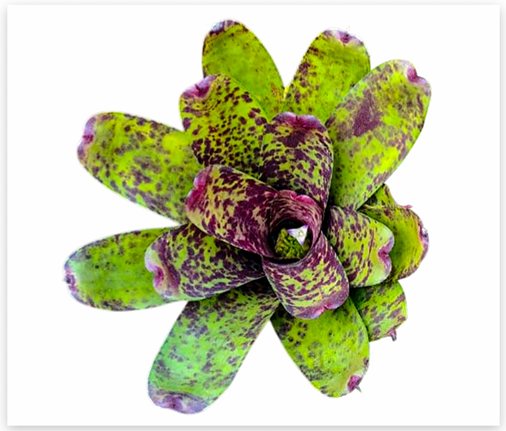 Neoregelia 'Caviar' – Speckled Bromeliad for Terrariums & Vivariums | India Fish Bazaar