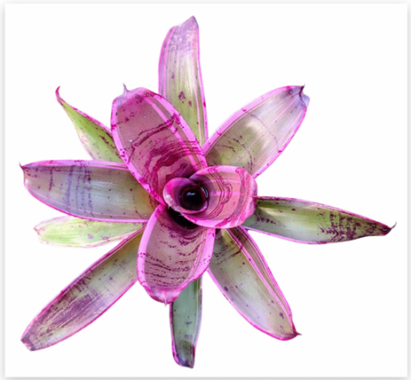 Neoregelia 'Sister Janet' – Live Bromeliad for Terrariums & Vivariums | India Fish Bazaar