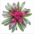 Neoregelia 'Cane Fire' – Fiery Bromeliad for Terrariums & Vivariums | India Fish Bazaar