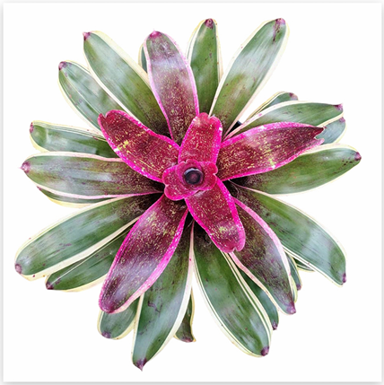 Neoregelia 'Cane Fire' – Fiery Bromeliad for Terrariums & Vivariums | India Fish Bazaar