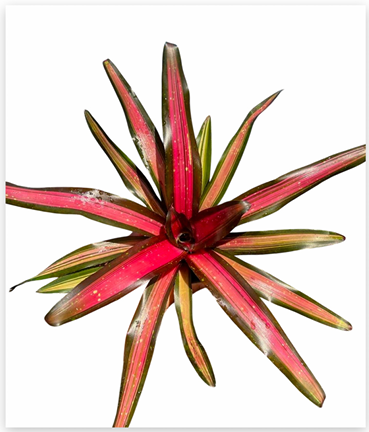 Neoregelia 'Margaret' – Live Bromeliad for Terrariums & Vivariums | India Fish Bazaar