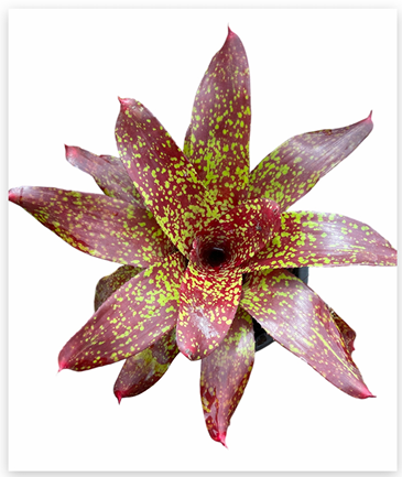 Neoregelia 'Gold Fever' – Golden Bromeliad for Terrariums & Vivariums | India Fish Bazaar