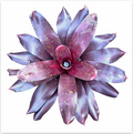 Neoregelia 'Charm' – Live Bromeliad for Terrariums & Vivariums | India Fish Bazaar