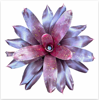 Neoregelia 'Charm' – Live Bromeliad for Terrariums & Vivariums | India Fish Bazaar