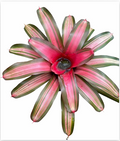 Neoregelia 'Imperfecta' – Green Bromeliad for Terrariums & Vivariums | India Fish Bazaar