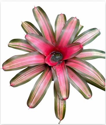 Neoregelia 'Imperfecta' – Green Bromeliad for Terrariums & Vivariums | India Fish Bazaar