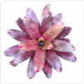 Neoregelia Hybrid (N143) – Live Bromeliad for Terrariums & Vivariums | India Fish Bazaar
