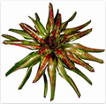 Neoregelia 'Christmas Light' – Red-Green Bromeliad for Terrariums | India Fish Bazaar