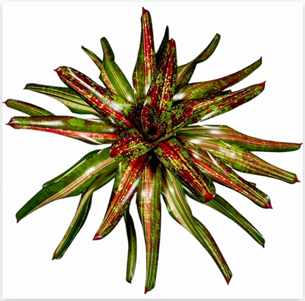 Neoregelia 'Christmas Light' – Red-Green Bromeliad for Terrariums | India Fish Bazaar