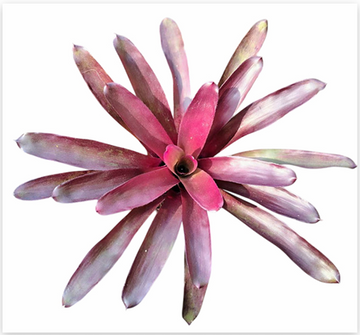 Neoregelia 'Granda' – Bold Bromeliad for Terrariums & Vivariums | India