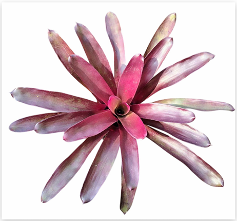 Neoregelia 'Granda' – Bold Bromeliad for Terrariums & Vivariums | India Fish Bazaar